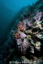 Barrel sponges and dendronephthya soft corals on Bida Nok... by Tobias Reitmayr 